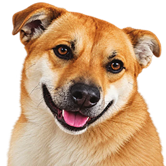 JJ the dog